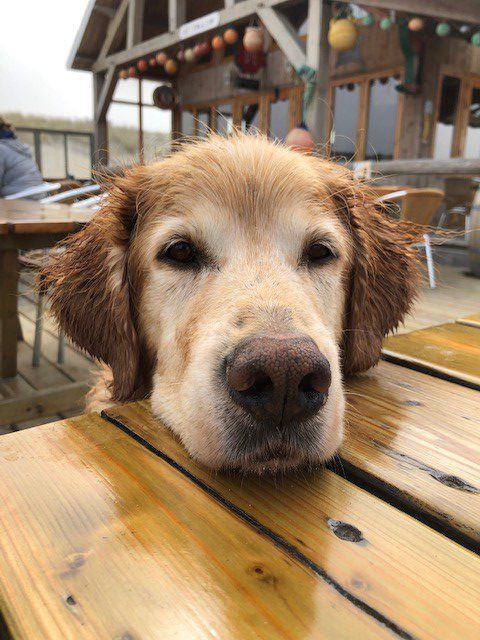 Gittedogs Süßer Labrador mit seiner Schnauze auf einem Biertitisch