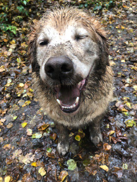 Goldener Labrador im Herbst voller Matsch. Gittedogs