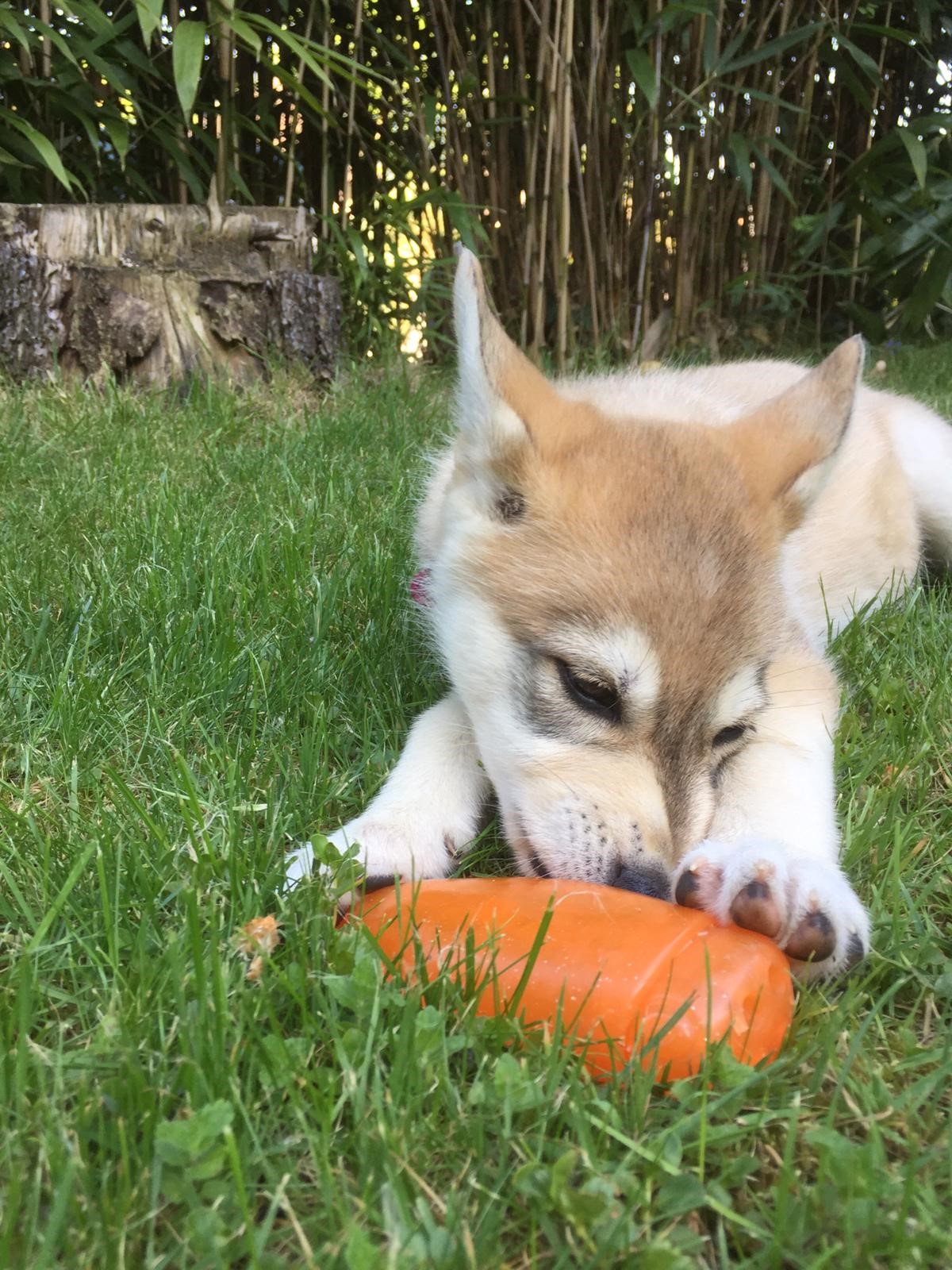 Ein Welpe isst eine kleine Karotte